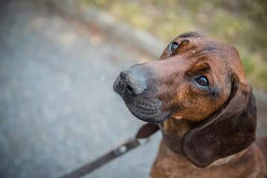 Artur, 2 roky, bavorský barvář