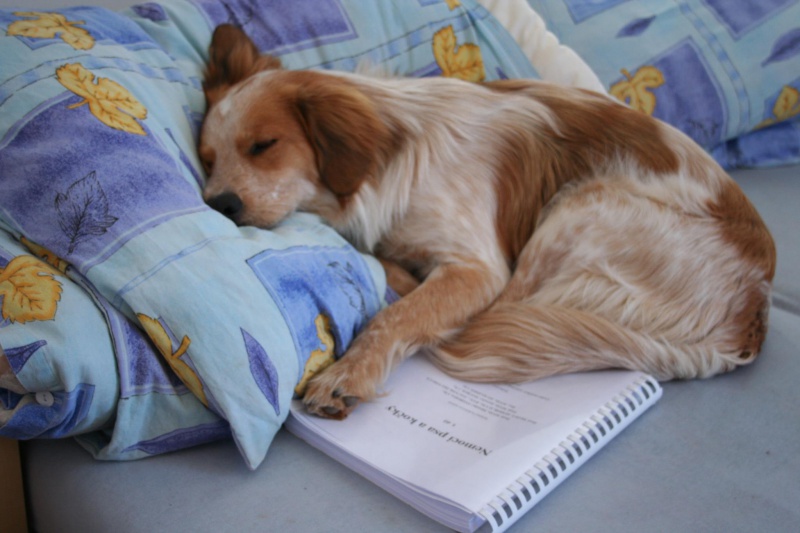 Toffi, 4 roky, kříženec