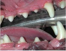 Dutina ústní stejného psa po ošetření. Zubní kámen je odstraněn, proběhla revize všech zubů a nakonec byla sklovina zubů vyleštěna, takže se zubní kámen nebude ve zvýšené míře opět usazovat.